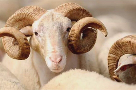 Kurban Bayramı